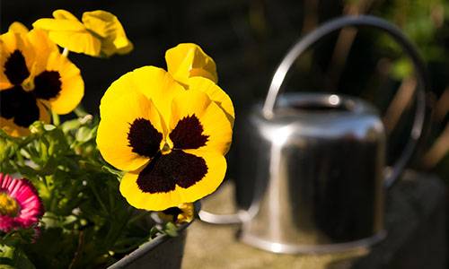 Don't just use the watering can for houseplants water on your plants.
