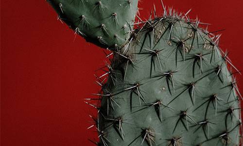 Do cactus need water Cacti are unusual plants