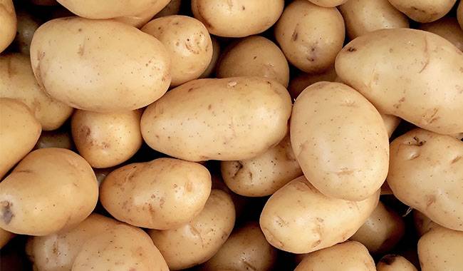 How to Know If The Potatoes Are Ready to be Harvested