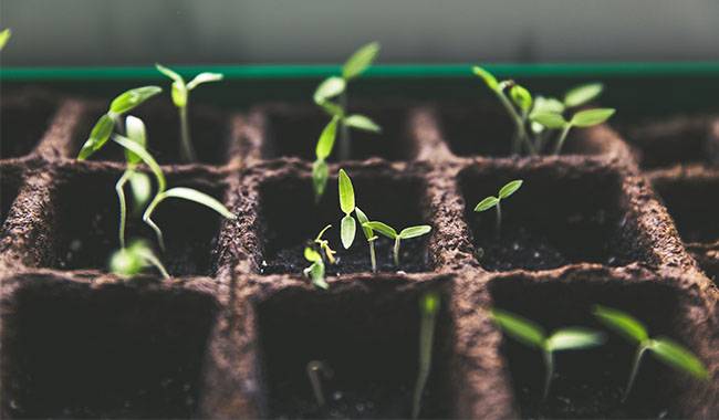 How to Grow Seedlings - Gardening Tips