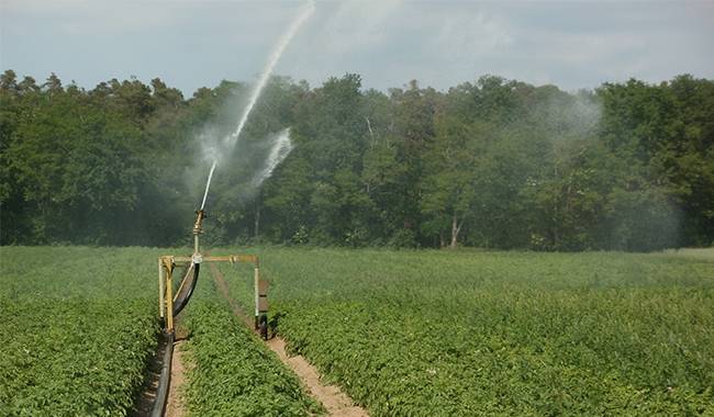 Watering Time During Drip Irrigation